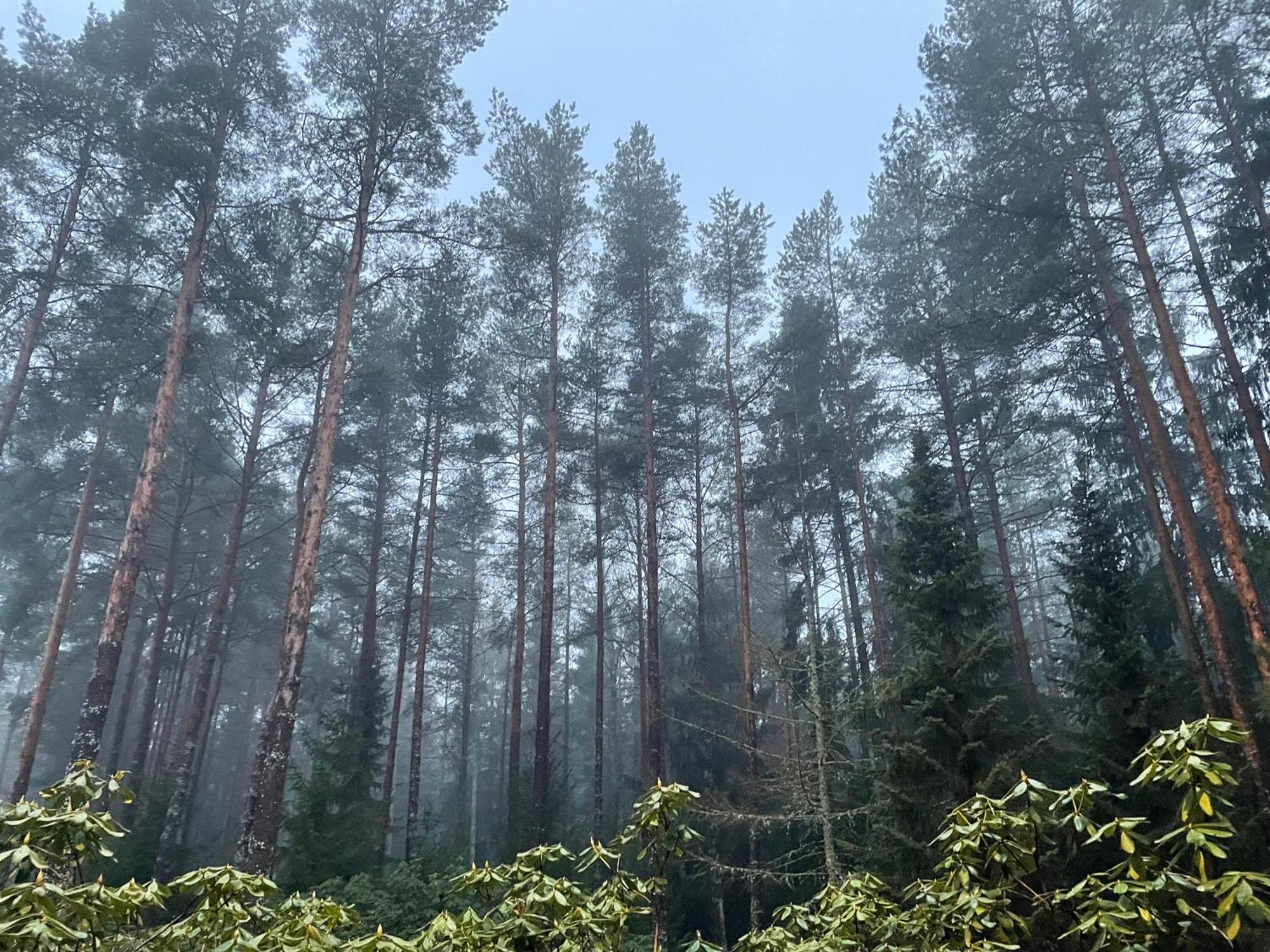 Kakumaee Raba - Puhkemaja Basseiniga Tallinnas *